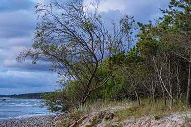 大阪樱花准备全面开花，迎接对手挑战，大阪樱花效力